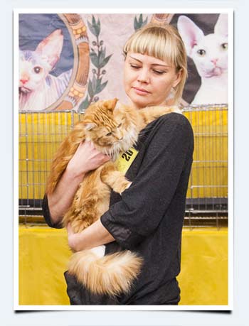 фото мейн кун кошка вес в 9 месяцев конкурс взвешивания выставка кошек саратов апрель 2015